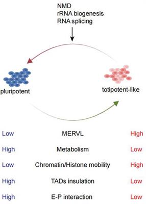 The regulation of totipotency transcription: Perspective from in vitro and in vivo totipotency